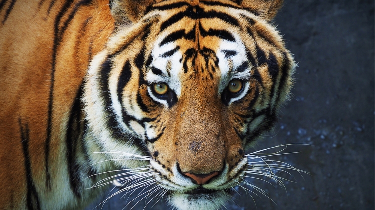 Un tigre / FREEPIK - CHEVANON
