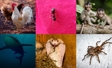 Gallinas, hormiga, monos, tiburón, cobra y araña / FOTOMONTAJE DE PdF